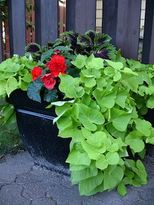 Ipomoea batatas et bégonia