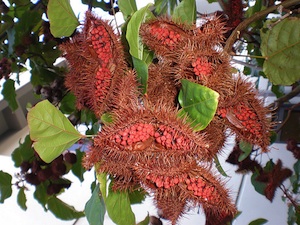 Bixa orellana (rocou)
