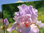 Iris Bourdillon : nouveaut�s 2012