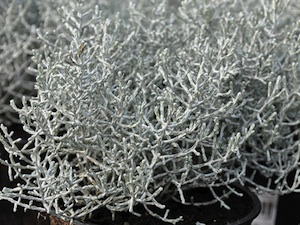 Calocephalus brownii