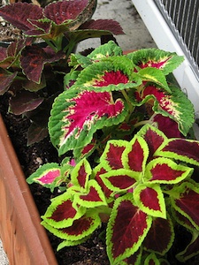 Coleus