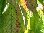 Coryneum (criblure)