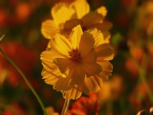 Cosmos sulphureus