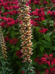 Digitalis ferruginea