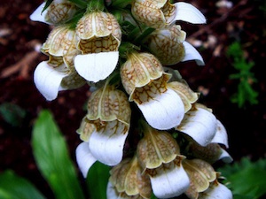 Digitalis lanata