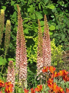 Eremurus
