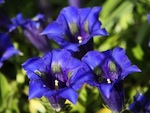 Gentiane bleue