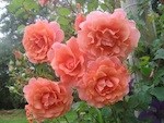 Grand Prix de la Rose SNHF 2012 : le palmar�s