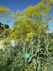 Isatis tinctoria (pastel des teinturiers)