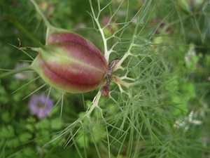 Nigelle de Damas - Fruits
