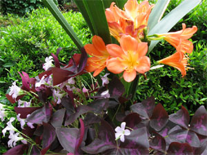 Clivia émergeant d'un tapid d'Oxalis pourpre