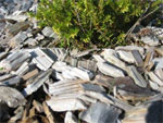 Paillis et mulch pour �conomiser l'eau