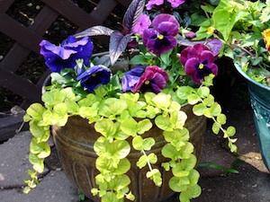 Lysimachia nummularia 'aurea' et violas