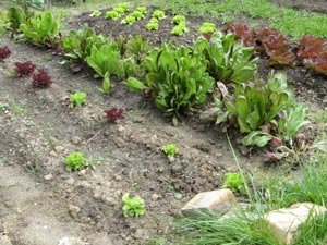 Potager
