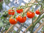 Tomate cerise