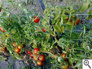 Pieds de tomate palissés