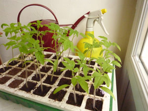 Semis de tomates en caissette