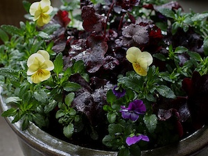 Violas et heuchère pourpre