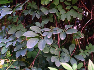 Akebia quinata - Feuillage d'automne