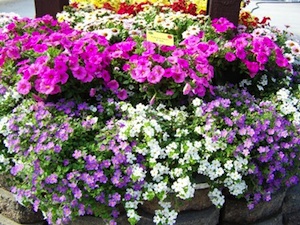 Bacopa cordata Scopia® violet et blanc et pétunias roses