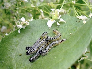 Chenilles de piéride du chou