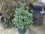 Plantation des conif�res