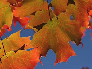 Feuille d'érable en automne