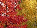 Pourquoi les feuilles se colorent en automne