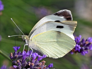 Piéride sur fleur de lavande