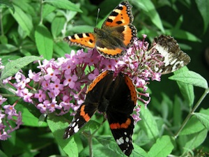 Papillons sur fleur de buddl&eacute;ia