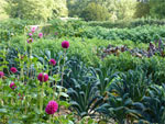 Fleurir le potager