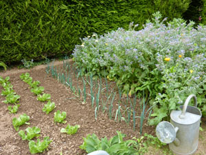 Jardin potager