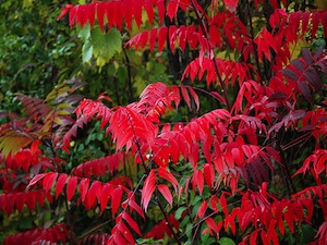 Sumac en automne