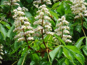 Aesculus hippocastanum - Fleurs