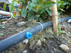 Micro-arrosage par goutte à goutte