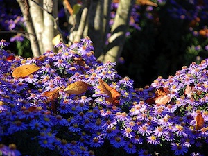 Asters