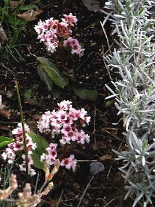 Bergenia ciliata