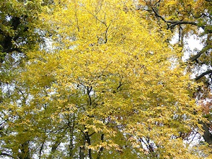 Carpinus tschonoskii - Automne