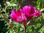Clarkia amoena