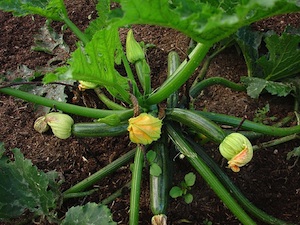 Jeunes courgettes