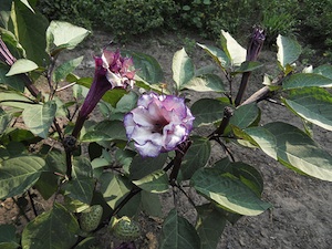 Datura metel : plante herbacée, fleurs dressées