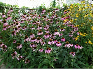 Echinacées et rudbeckias