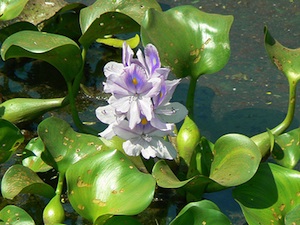 Eichhornia crassipes - Jacinthe d'eau