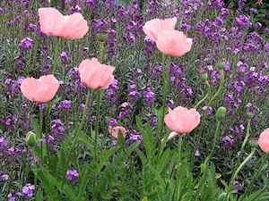 Erysimum 'Bowles Mauve' et pavots