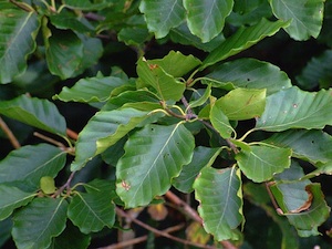 Fagus sylvatica - Feuilles