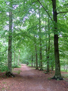 Fagus sylvatica