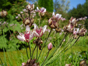 Fleurs fanées