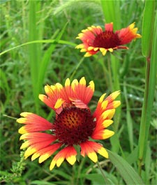 Gaillarde