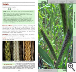 Guide des Fleurs des Champs
