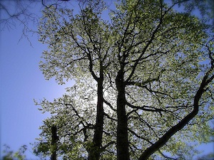 Fagus sylvatica